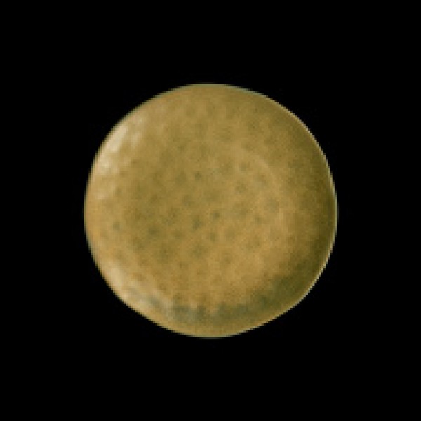 Тарелка d=21cm 